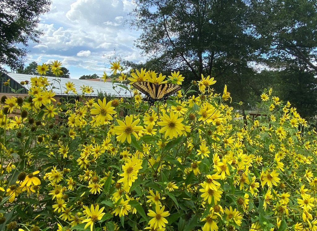 Landscaping with Native Plants